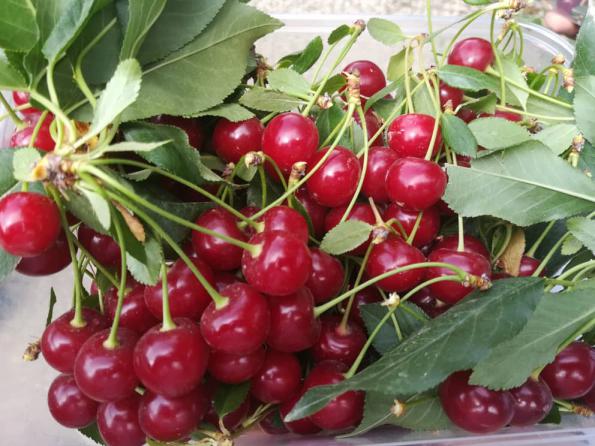 Direct distribution of major export cherries